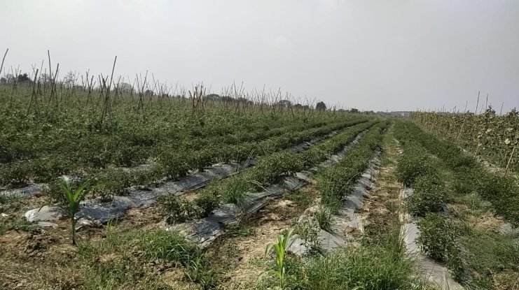 An image of land