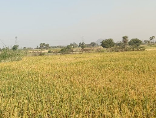 An image of land