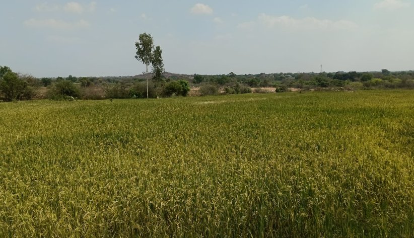 An image of land