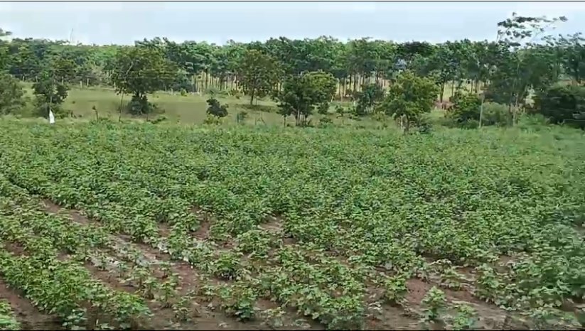 An image of land