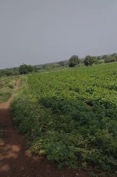 An image of land